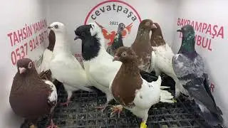 canlı güvercin mezat