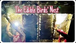Harvesting Edible Birds&rsquo; Nest 🇵🇭