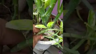 devil back bone plant cutting se easy grow #plants #trending #viralshort  #diygardening