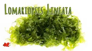 Lomariopsis lineata 🌿 - Plante d'aquarium