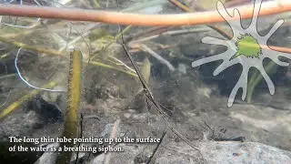 Brown Water Scorpion Siphoning Oxygen