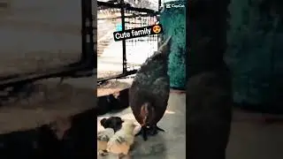 baby 🐥 chicken family 😋 #chickenviral #chickenvideo #food #meatmarket #shortvideo  viral video 📸