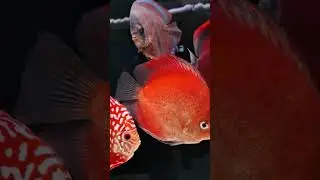 Ma&ntilde;ana la segunda parte de Matt Discus #parati #aquarium #pecesdisco #peces #fish #pez #pecestropica