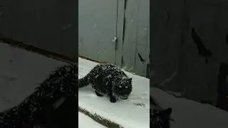 How Homeless Cats React To Food In Winter