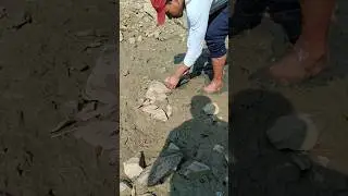 Unbelievable fishing || Hand fishing || Mud fishing || #rkji #shorts #trending