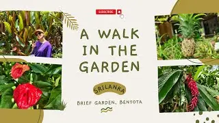 Walking Through Brief Garden, Bentota 🌿 | Bevis Bawa's Artistic Legacy #BriefGarden #BevisBawa