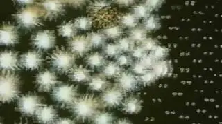 Cosmic Neighborhood (original)