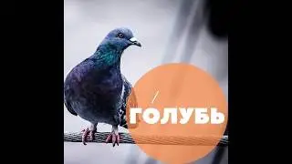 Russian language: words, pronunciation and examples. Number 17