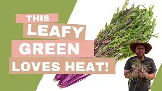 Growing Mizuna- Heat Tolerant Leafy Greens for Your Garden