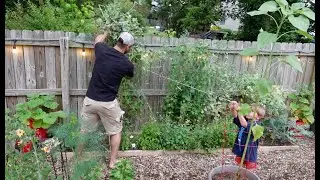 Out with the old (Peas) In with the new (Beans)