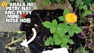 REVIVAL OF A DYING PETTY MINI ROSE