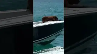Pet on board #dogs #dogworld #boatlife