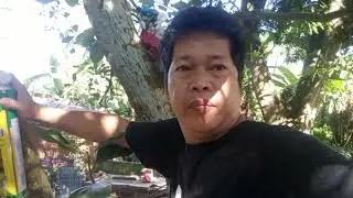PANGALAWANG AKYAT SA PUNO NG LANGKA💪💪💪💪💪