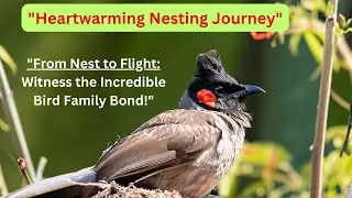 Bulbul Sparrow- 