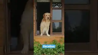 &ldquo;I want to travel more&rdquo;🐾 #dogs #goldenretriever #shorts #dogshorts #daily #doglover #vacation