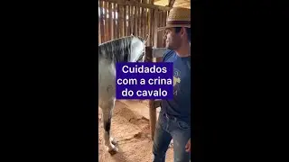 Cuidados com a crina do cavalo