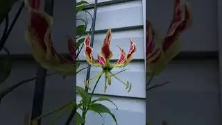 Flame Lily