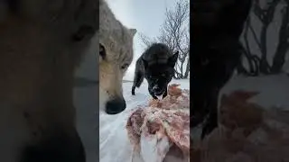 голодный волки hungry wolves Och qolgan bo'rilar