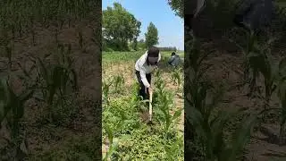 Rural Farmer #9102