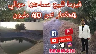 فيرما للبيع مساحتها حوالي 4هكتار فيها لبير اوساريج مغروس فها 2500شجرة زيتون ثمن الي الفيديو غلط