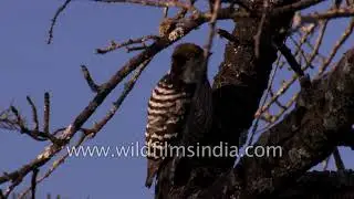Landour forest and its enchanted birds
