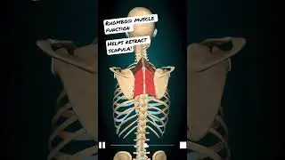 Rhomboid muscle function! 🔥 #shorts