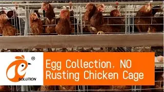 How its Made eggs Chicken Efficienc Modern Automatic Egg Farming Harvest Technology.#manufacturing