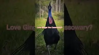 Love Ginger the Cassowary? Get your shirt today - Link in Description!