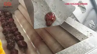 Beet Crop Washing Machine Beet Root Cleaning Machine
