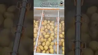 Мурка линия чистки и сортировки картофеля Potato Cleaning Sorting Line pilam.ru