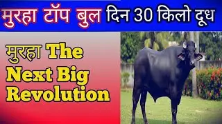 Murrah Sag top murrah bull | Nddb top murrah bull semen | abs redhu abc parikshit sag Mr 21105