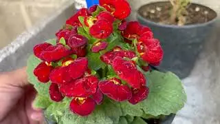 Floracion de la Planta MONEDERO | Plata Zapatito