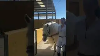 All white                                             Erin Williams massive Spanish stallion