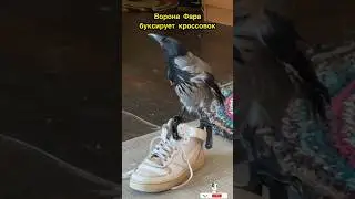 Тяжёлая ноша у вороны Фары🦅Farah the Crow Has a Heavy Burden#животные#собака#шпиц#dog#звери#ворона