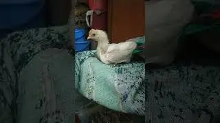 #babyrooster