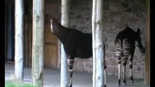 Okapi and Pandas Easter greetings 2012.wmv
