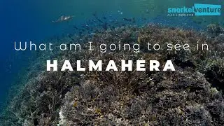 What am I going to See in Halmahera