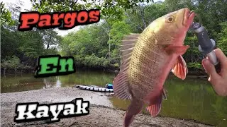 Pargos en día de pesca en Kayak, Cuajiniquil, Guanacaste, Costa Rica.