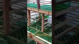 DIY LAYER CAGE || READY TO LAY CHICKEN  #diy  #farming #layerchicken