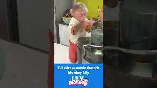 Lily helps dad harvest carrots to make juice P5 #shorts #short #monkey