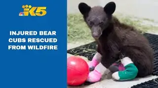 Invisible victims: Bear cubs rescued from recent wildfires