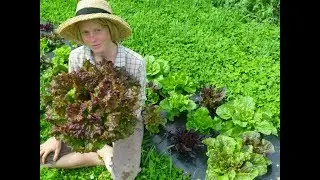 Lettuce: When to Harvest Head Lettuce (and Enjoy Baby Leaves Along the Way)