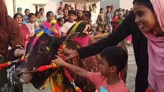 ஜல்லிக்கட்டு விழா அலங்காரத்துடன் மாடுகள் பி மேட்டூர் துறையூர் திருச்சி மாவட்டம் 
