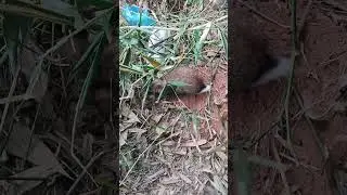 Simple Rabbit Care for Beginners | Farm Life