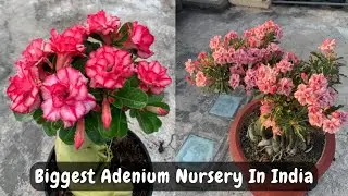 Biggest And Cheapest Adenium Nursery In India || Buy Adenium Plant Online ||