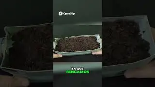 ☀️🏡 Luz Solar vs. Sombra: &iquest;D&oacute;nde Germinar Semillas de Mel&oacute;n SIN Problemas?
