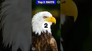 पक्षी Ke Kuch Amazing Facts In Hindi Intresting Random Facts #shorts #facts #hindifacts