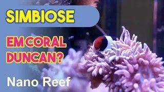 Simbiose em coral Duncan?  Peixe palha&ccedil;o - Ocellaris Black
