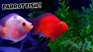 Beautiful 'PARROT FISH' in My Monster Tank with other Tank mates!