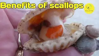 The top benefits, nutritional values, Uses and storage of Scallops